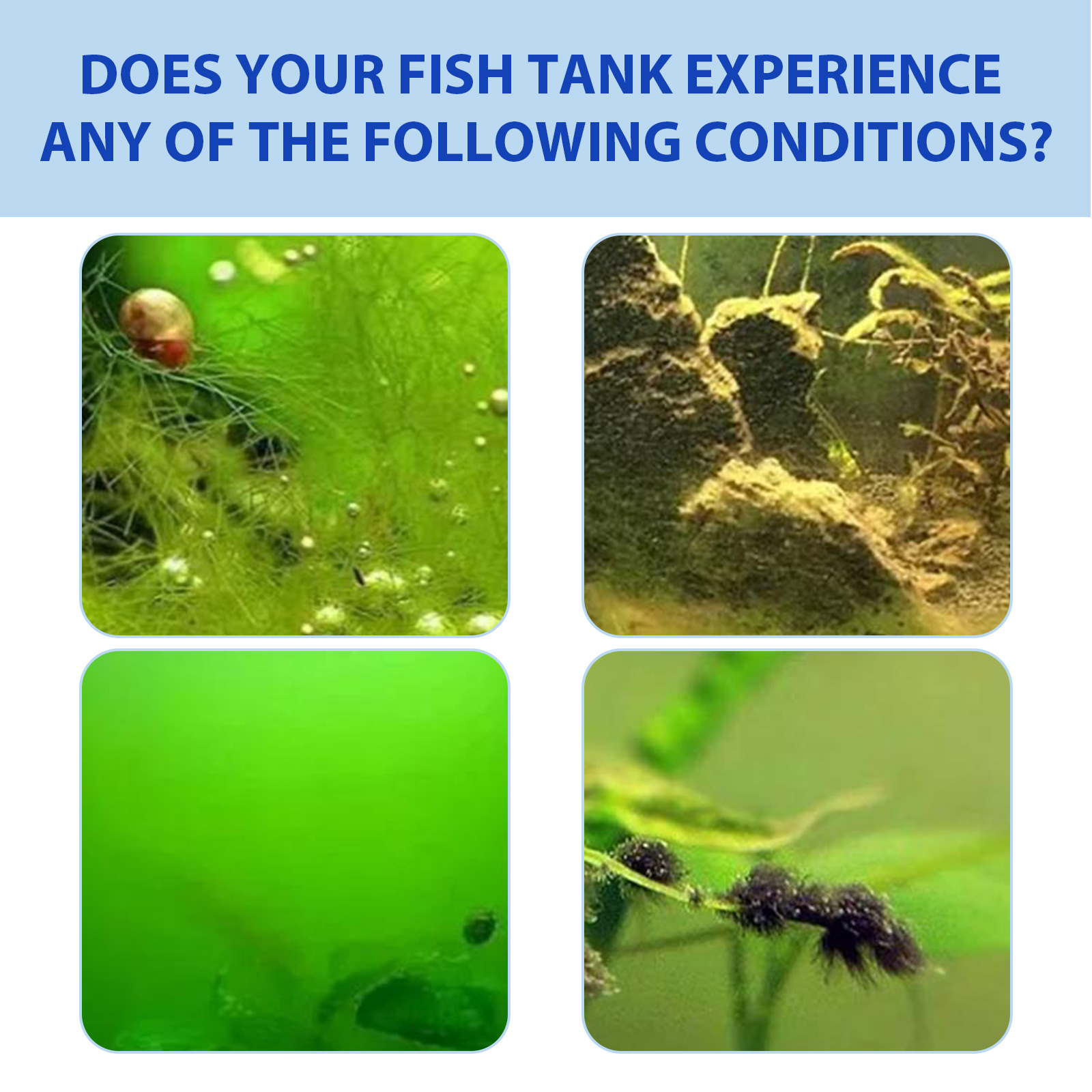 Biological Aquarium Algae Cont - Planted Aquarium Algae Control avis et prix
