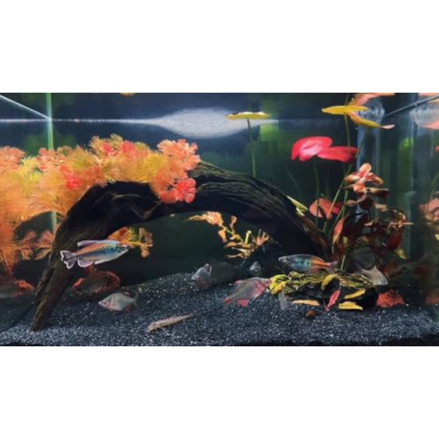 Aquarium Sand, 0 Fish Tank San - Planted Aquarium With Sand avis et prix