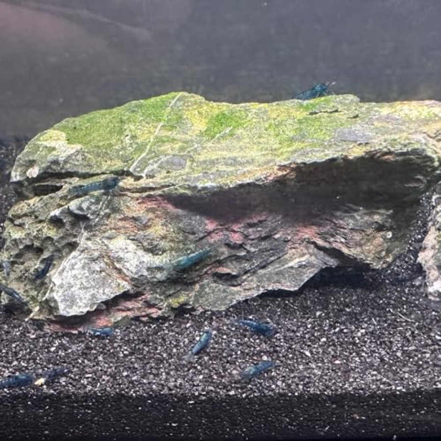 Aquarium Sand, 0 Fish Tank San - Planted Aquarium With Sand avis et prix