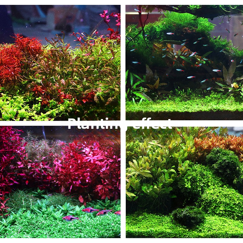 SYSENCIAGA Planted Aquarium Su - Planted Aquarium With Sand avis et prix