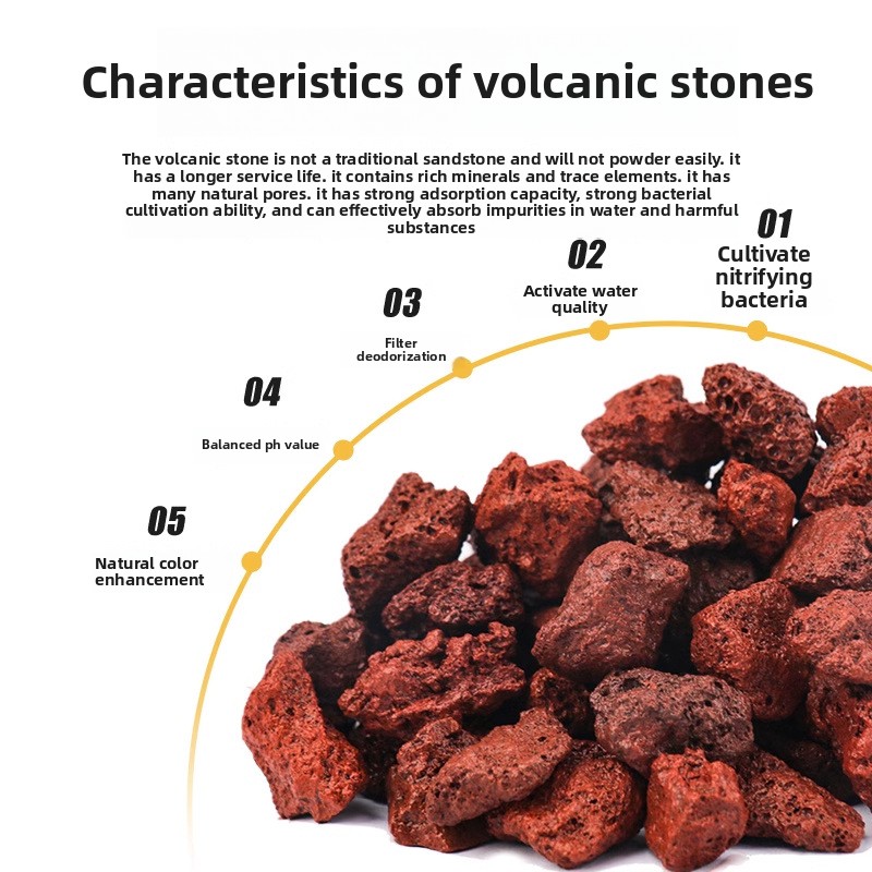 BESSN Volcanic Rock Aquarium S - Planted Aquarium With Sand avis et prix