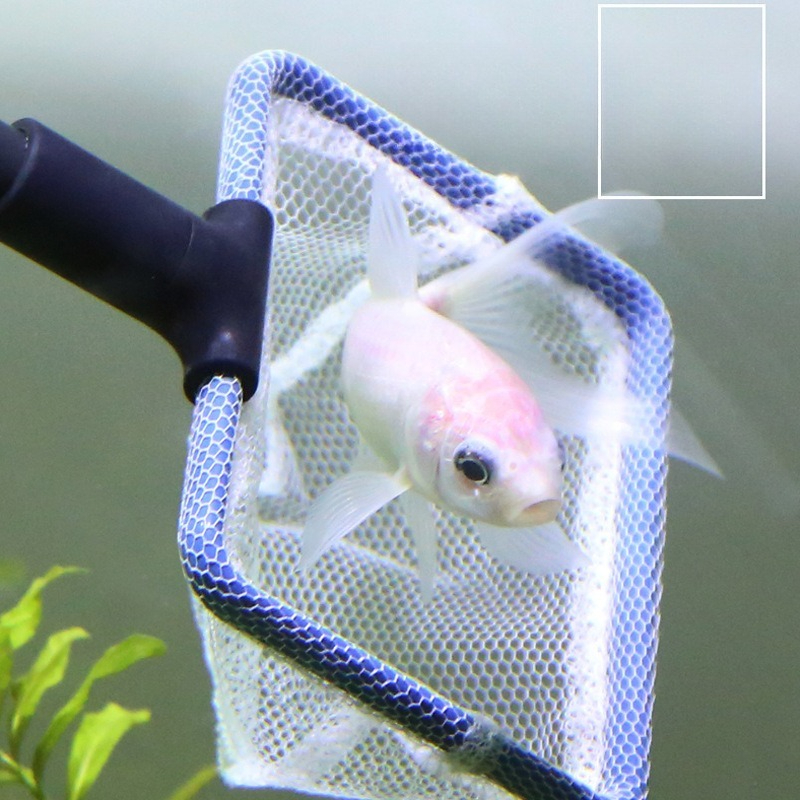 Aquarium Cleaning Tool Set Mul - Planted Aquarium Algae avis et prix