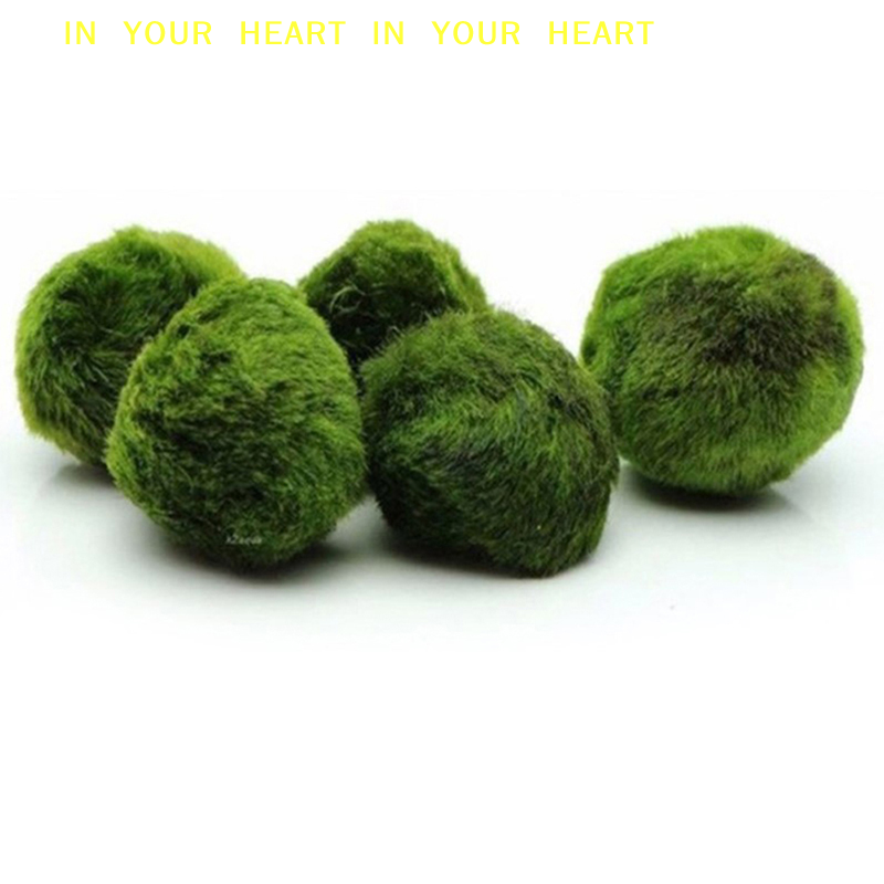 【X】3-4cm Marimo Moss Balls Liv - Planted Aquarium Algae avis et prix