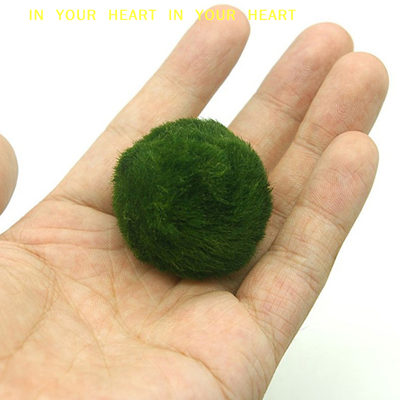 【X】3-4cm Marimo Moss Balls Liv - Planted Aquarium Algae avis et prix