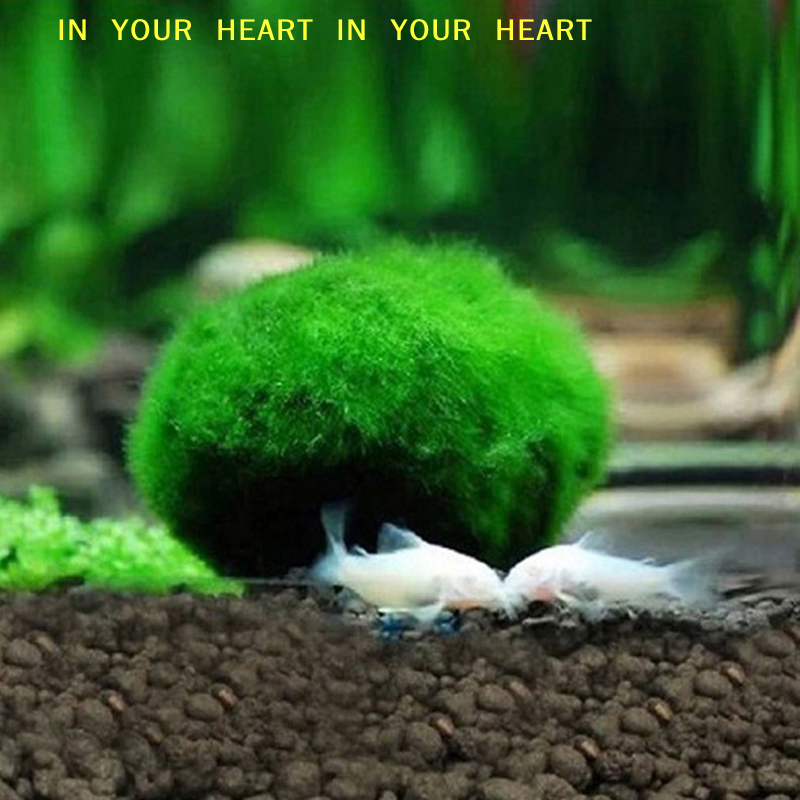 【X】3-4cm Marimo Moss Balls Liv - Planted Aquarium Algae avis et prix