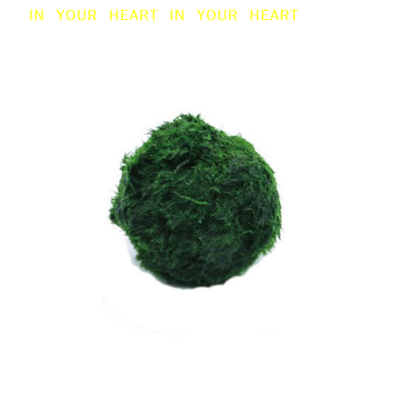 【X】3-4cm Marimo Moss Balls Liv - Planted Aquarium Algae avis et prix