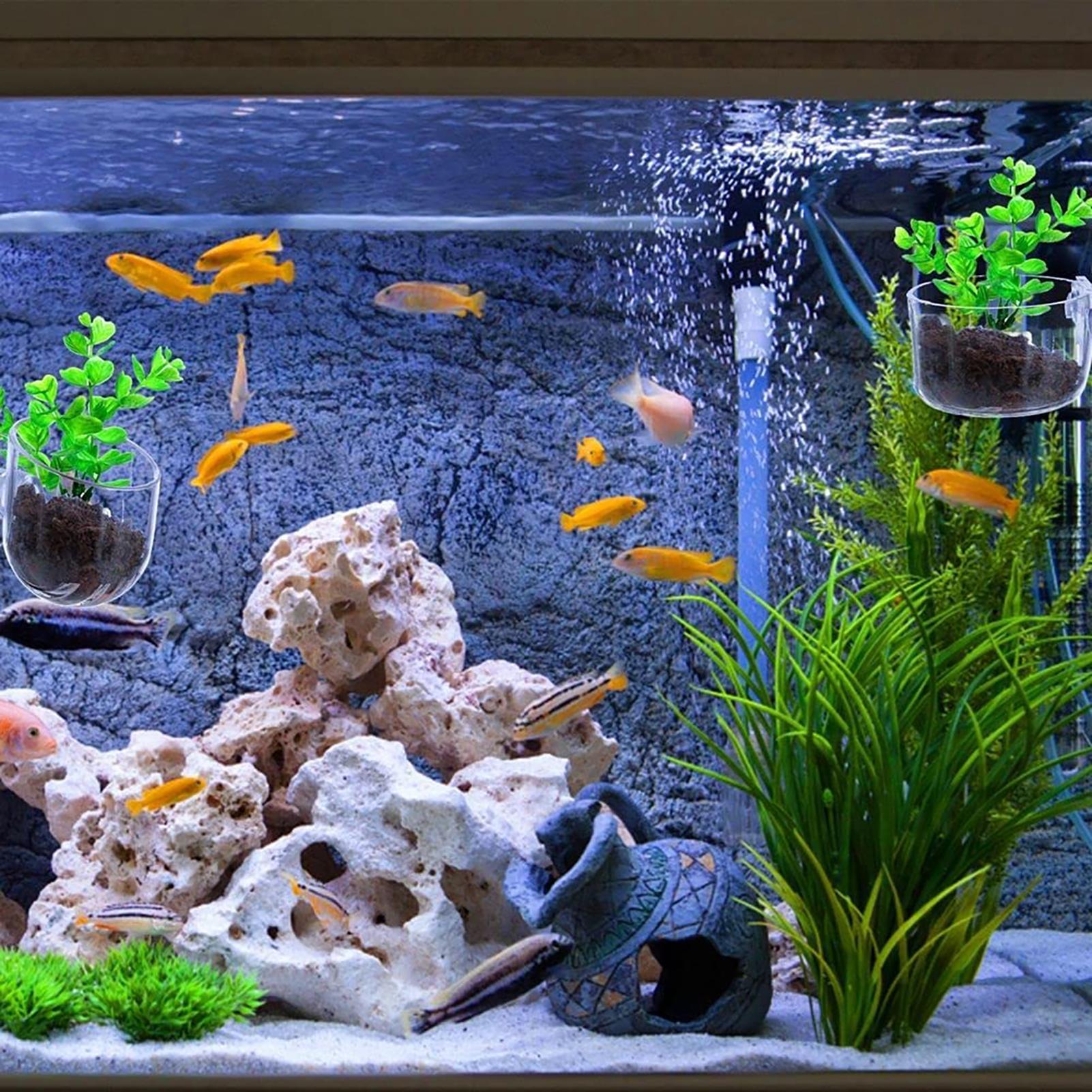 Plant Holder for Fish Tank Cle - Planted Aquarium Products avis et prix