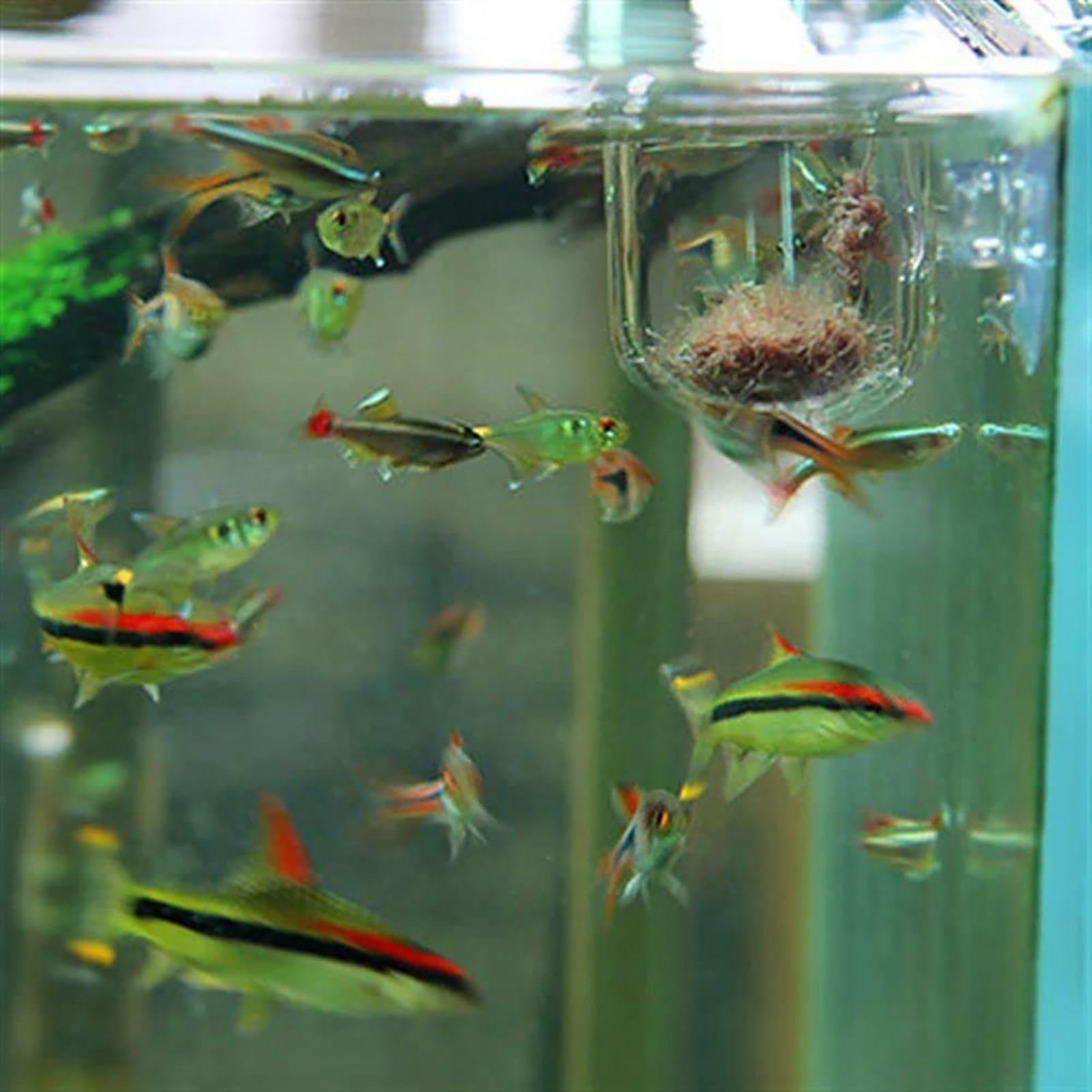 Plant Holder for Fish Tank Cle - Planted Aquarium Products avis et prix