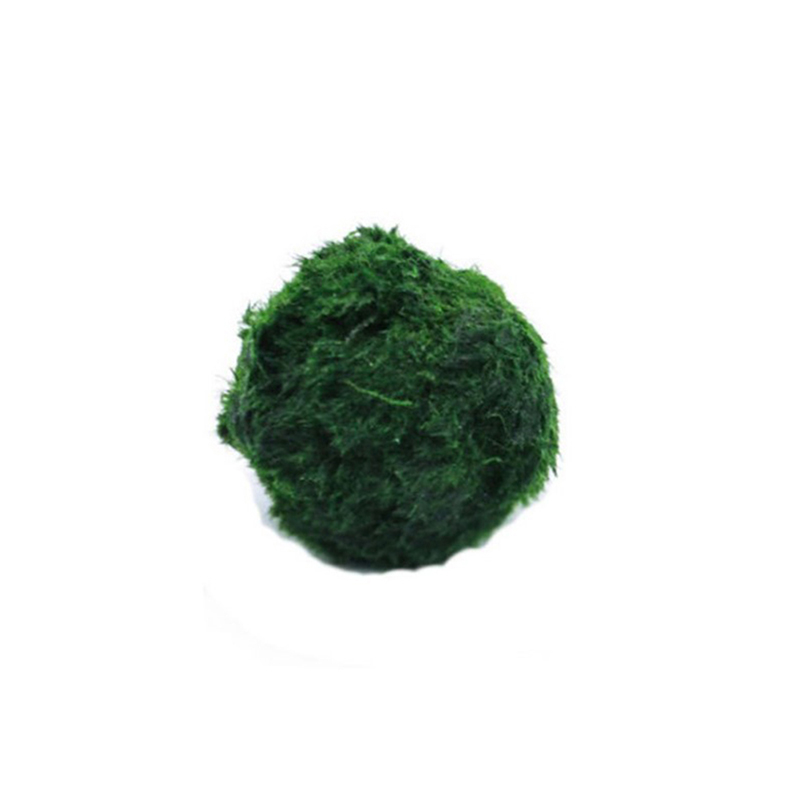 Marimo Moss Balls Live Aquariu - Planted Aquarium Algae avis et prix