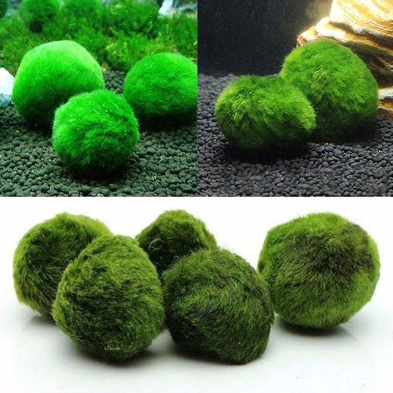 Marimo Moss Balls Live Aquariu - Planted Aquarium Algae avis et prix