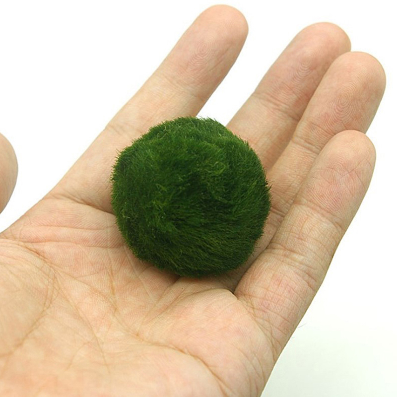 Marimo Moss Balls Live Aquariu - Planted Aquarium Algae avis et prix