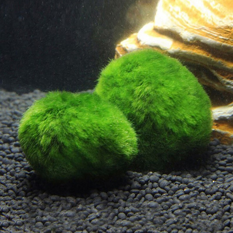 Marimo Moss Balls Live Aquariu - Planted Aquarium Algae avis et prix