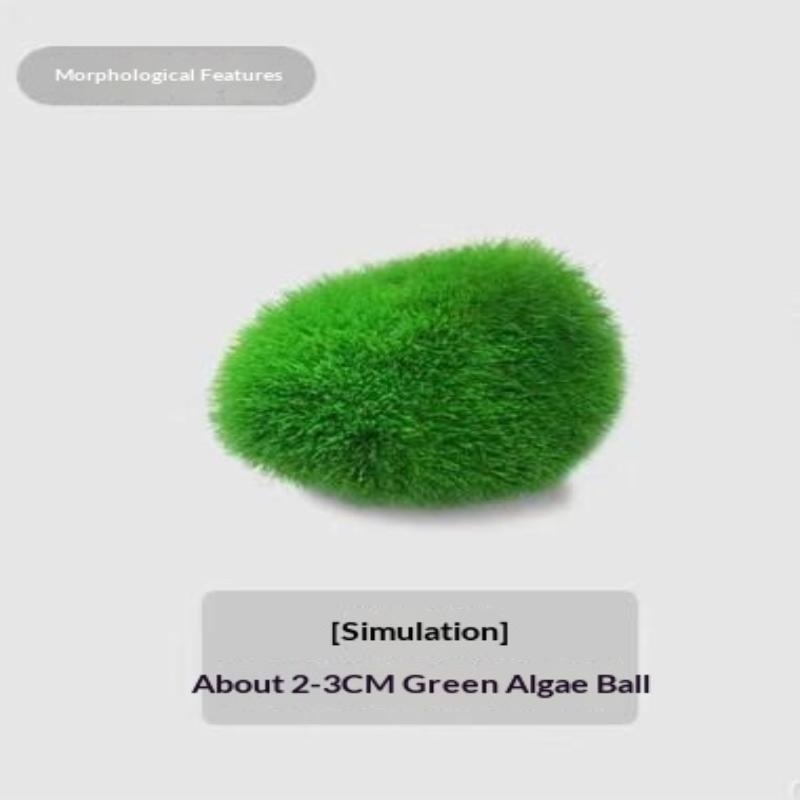 2Pcs Hydroponic Algae Balls Wa - Planted Aquarium Algae avis et prix